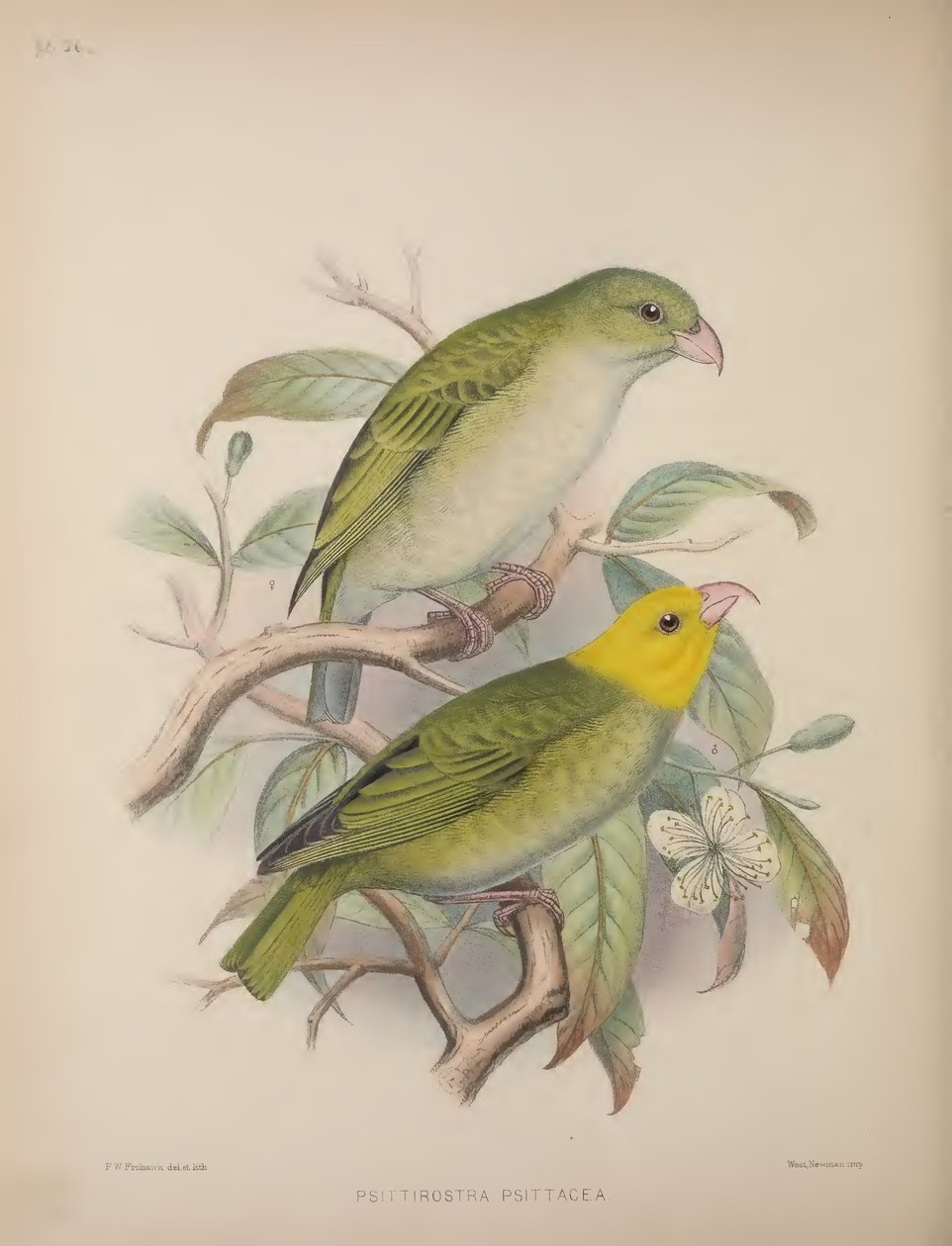 Psittirostra Psittacea, de 