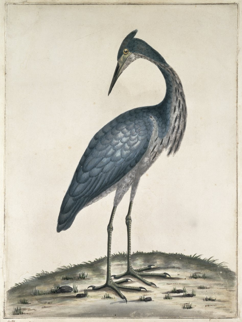 Un héron, 1789 - Frederick William Hayes
