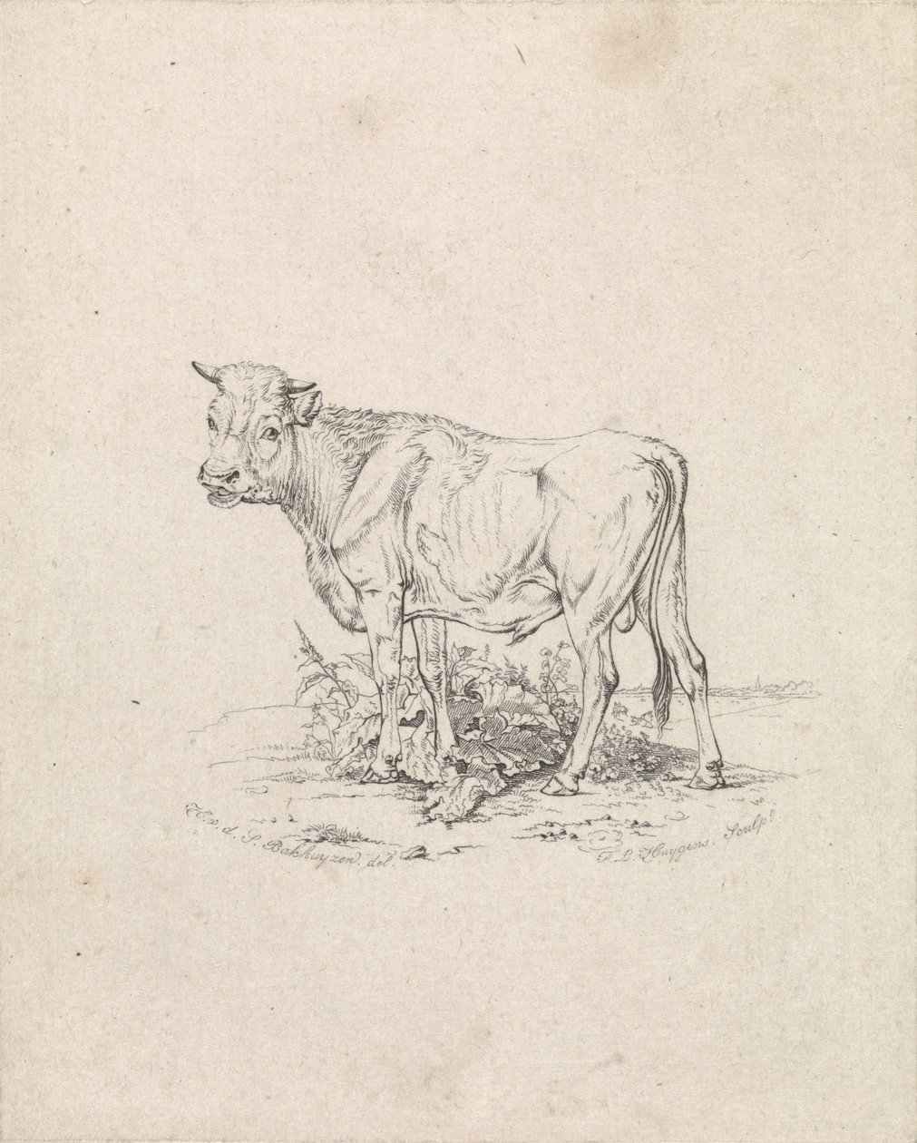 Taureau - Frederik Lodewijk Huygens