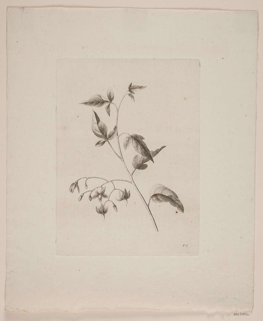 Motif floral - Frederik Schepelern
