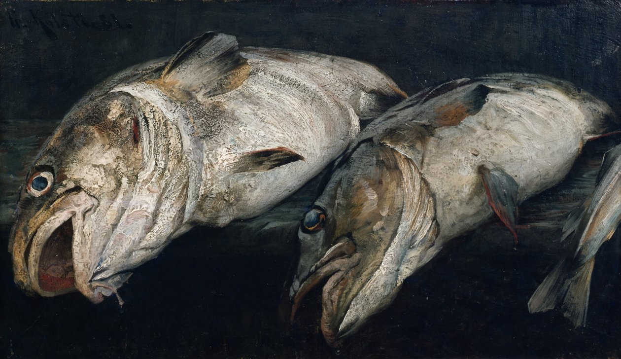 Morue - Fredrik Kolstoe