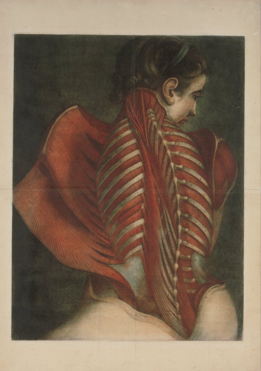 Muscles du dos - Jacques-Fabien Gautier dAgoty