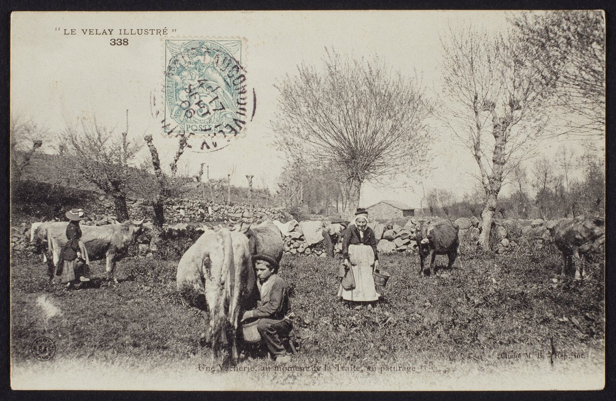 Carte postale représentant la traite des vaches dans le Velay, vers 1900 - French Photographer