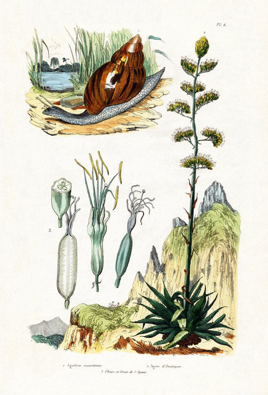 Escargot agate - French School