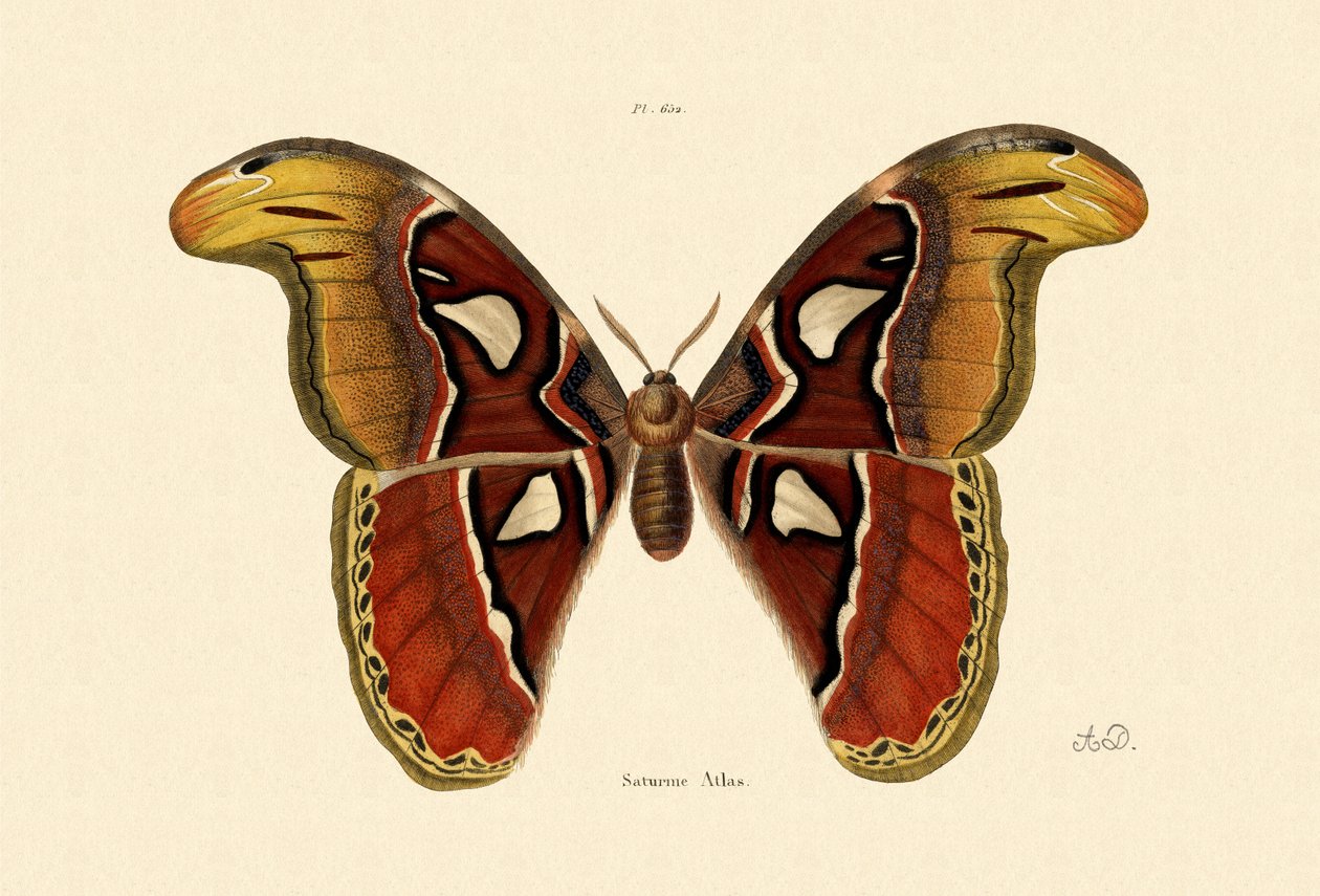Papillon atlas, 1833-39 - French School