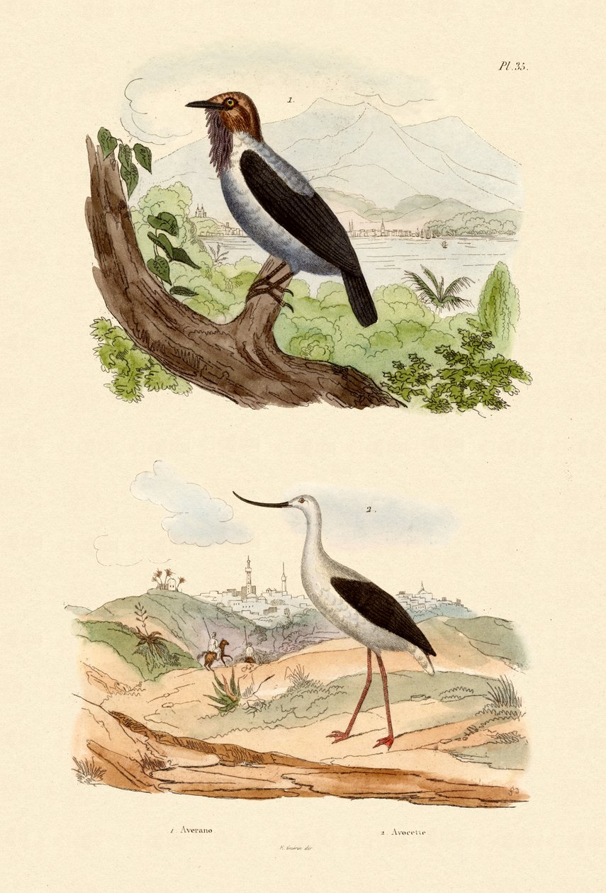Cotinga à barbe - French School