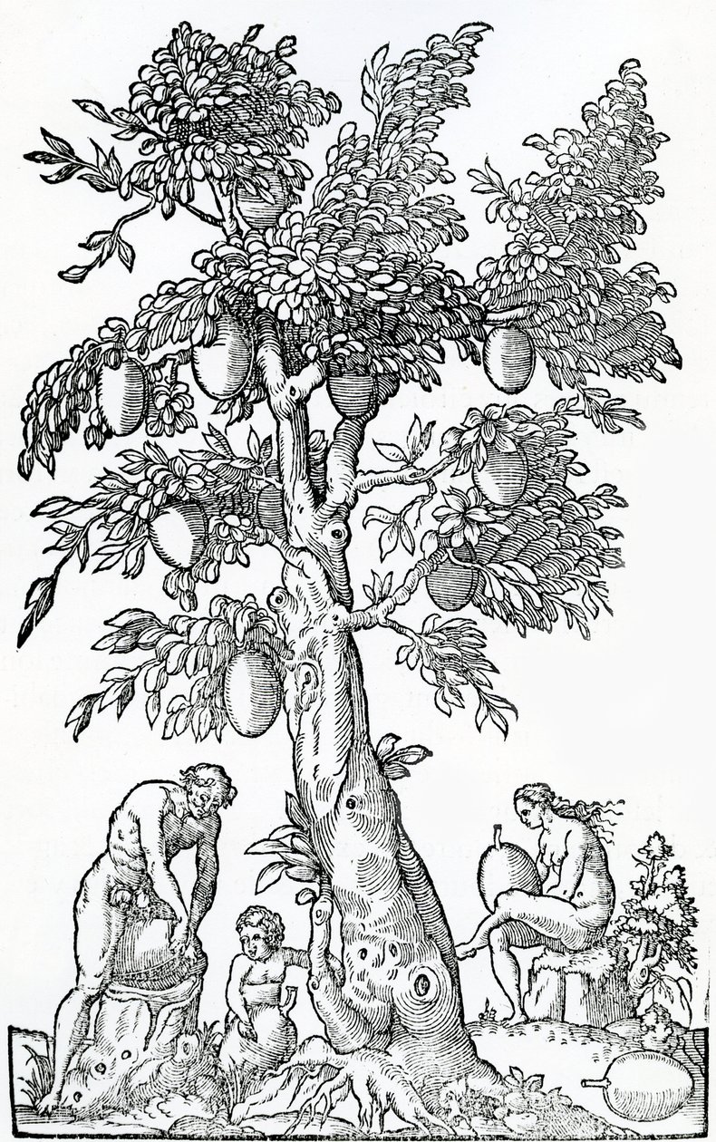 Récolte de fruits à pain, illustration de Singularités de la France Antarctique, par André de Thevet, 1558 - French School