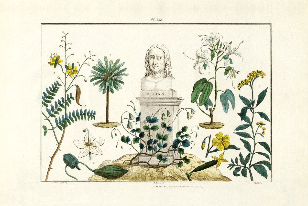 Carl von Linné, 1833-39 - French School
