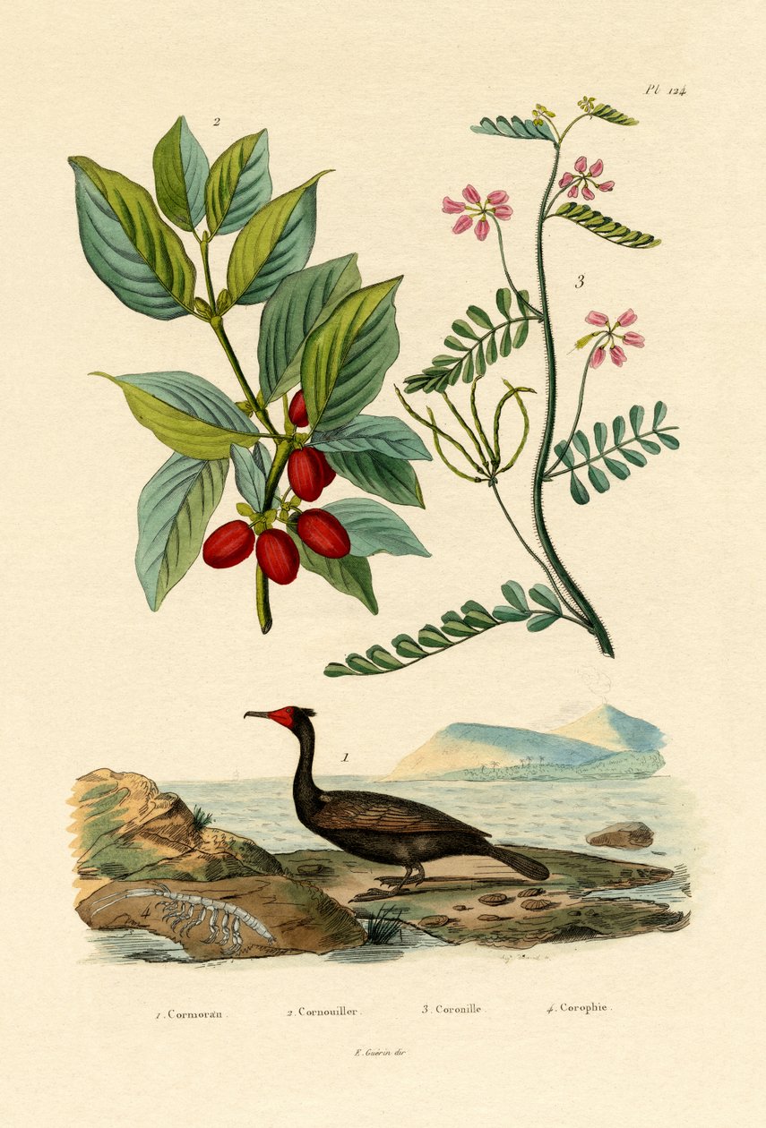 Cormoran - French School
