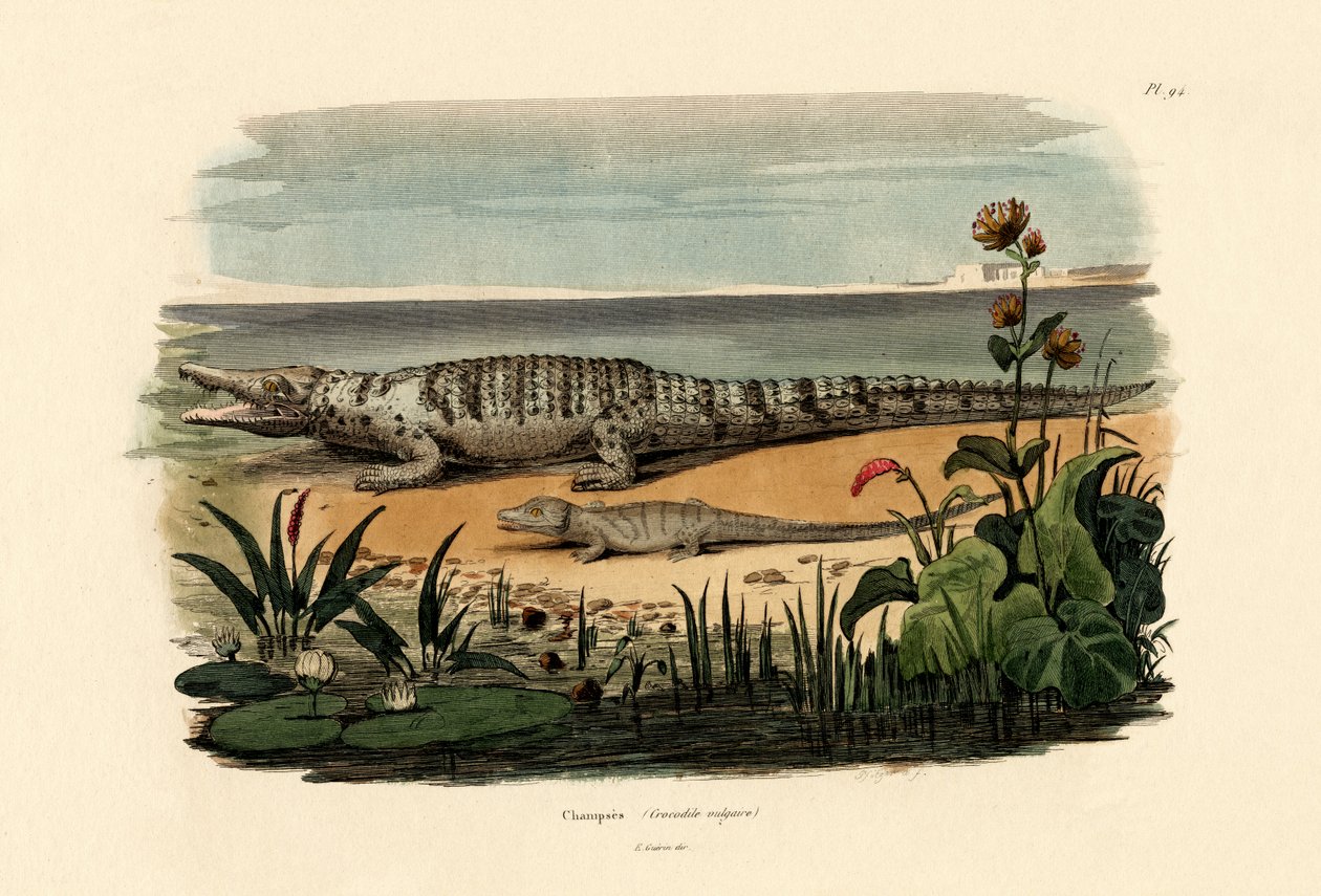 Crocodiles, 1833-39 - French School