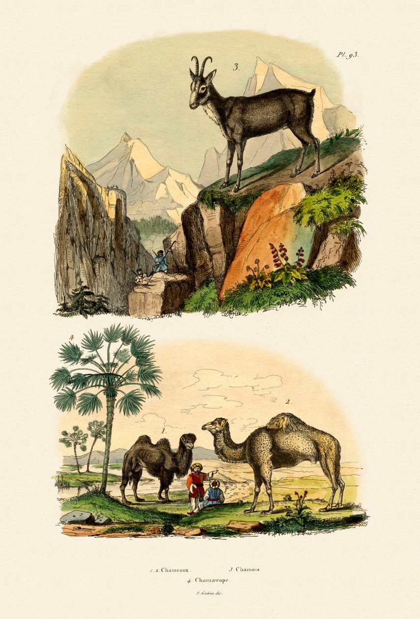 Dromadaire, 1833-39 - French School
