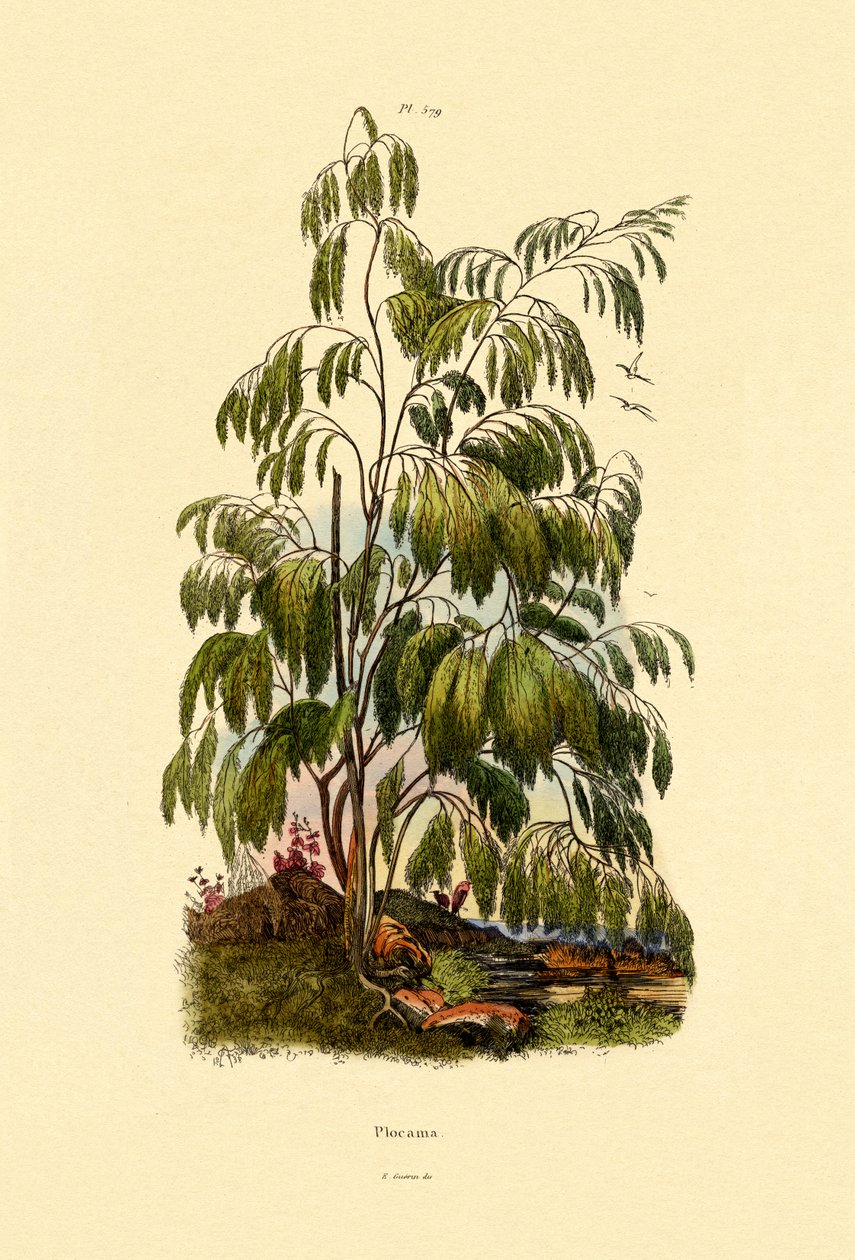 Buisson à feuilles persistantes - French School