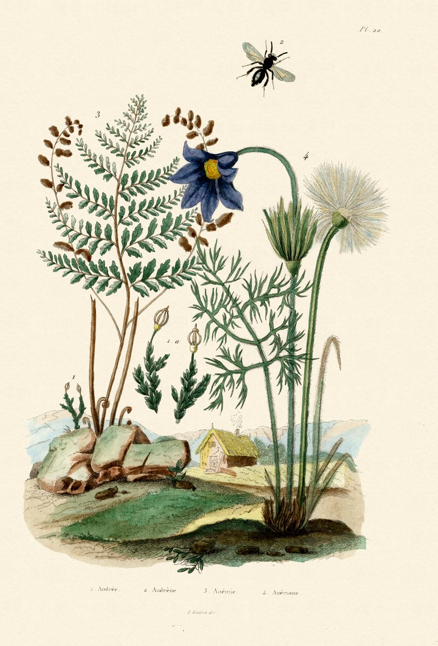 Fougère, 1833-39 - French School