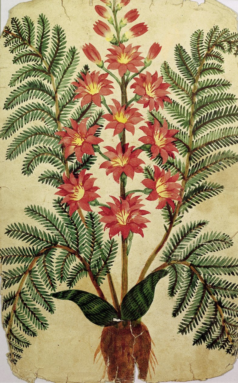 Fougère avec fleurs rouges et jaunes, planche d