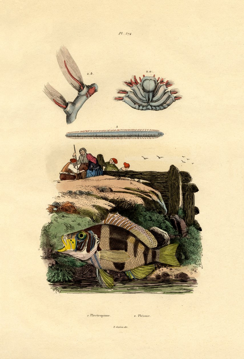 Mérou, 1833-39 - French School