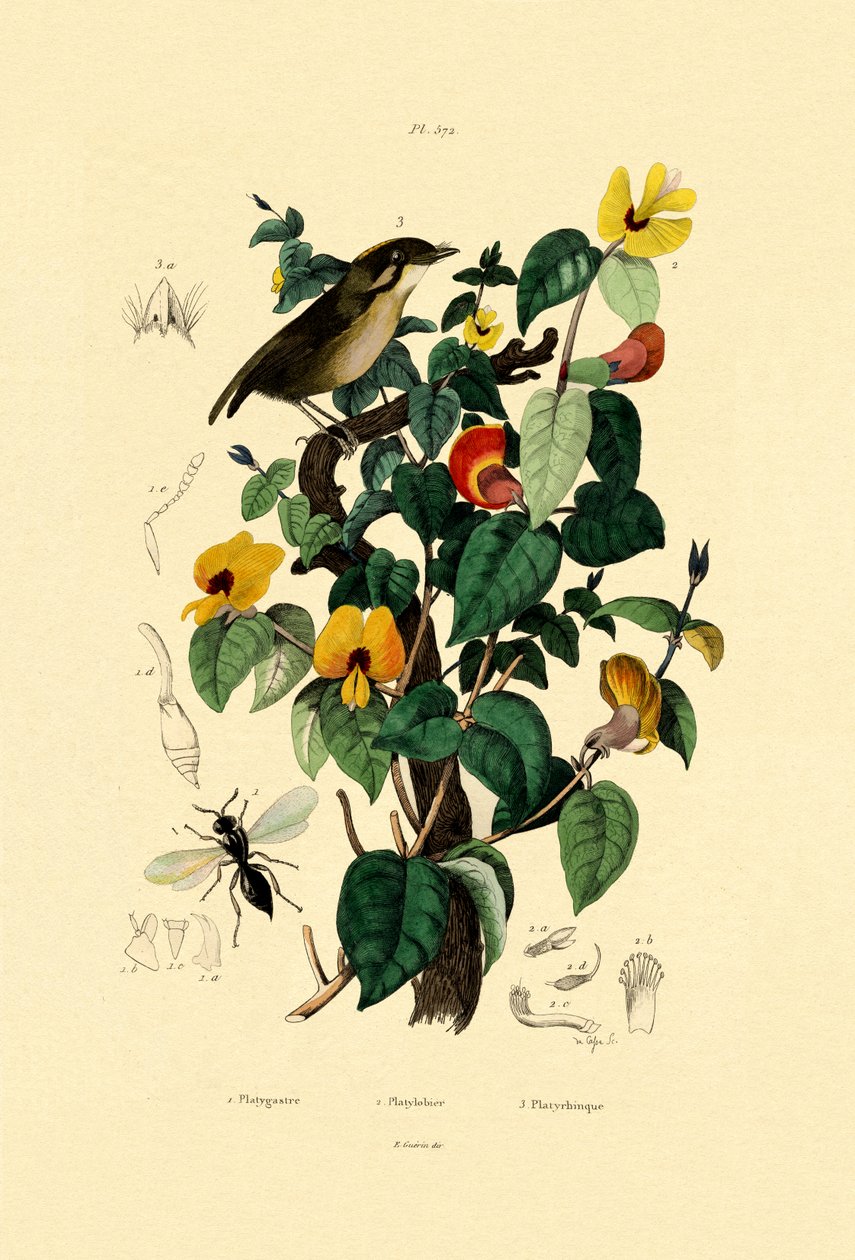 Pois plat élégant, 1833-39 - French School