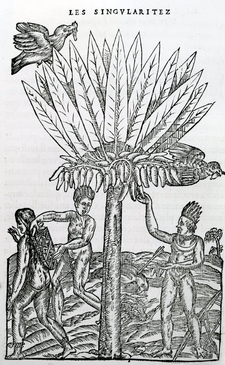 Récolte, illustration de Singularités de la France Antarctique, par André de Thevet, 1558 - French School