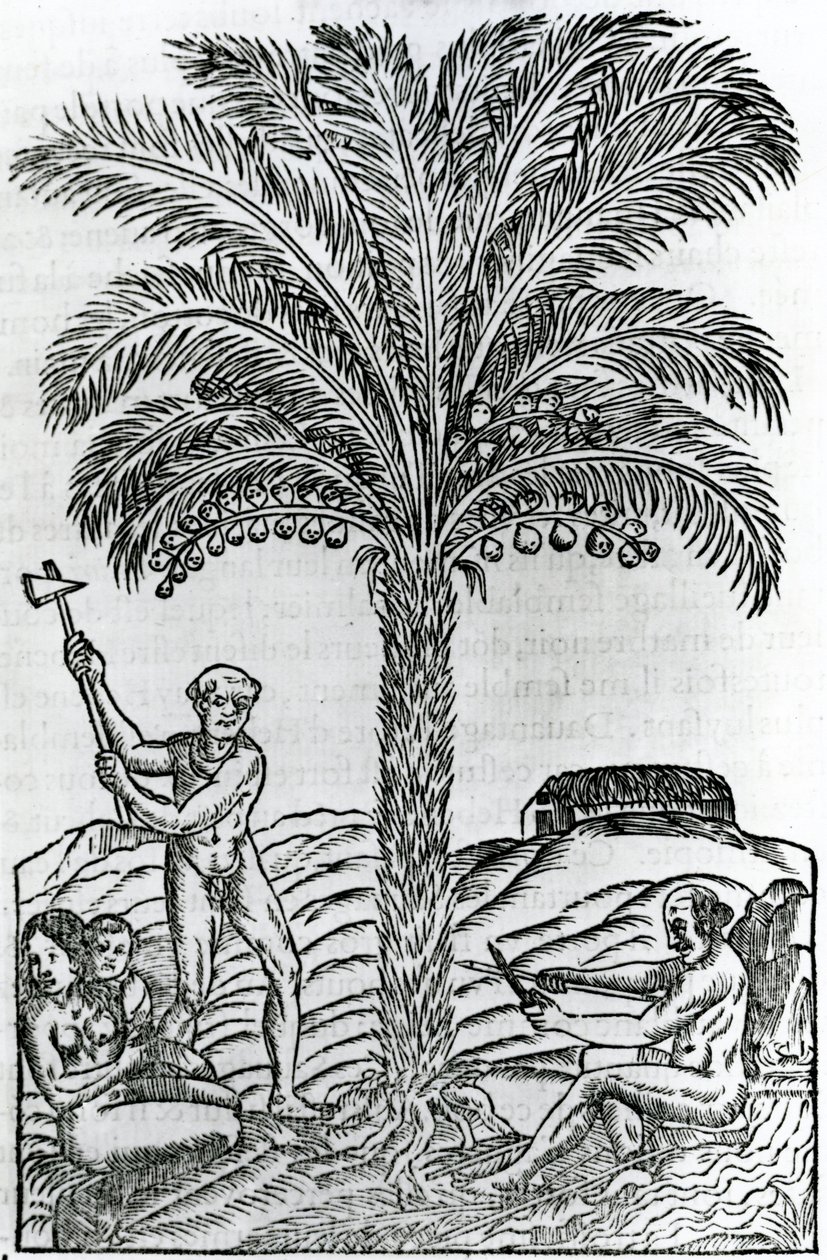 Récolte, illustration de Singularités de la France Antarctique, par André de Thevet, 1558 - French School