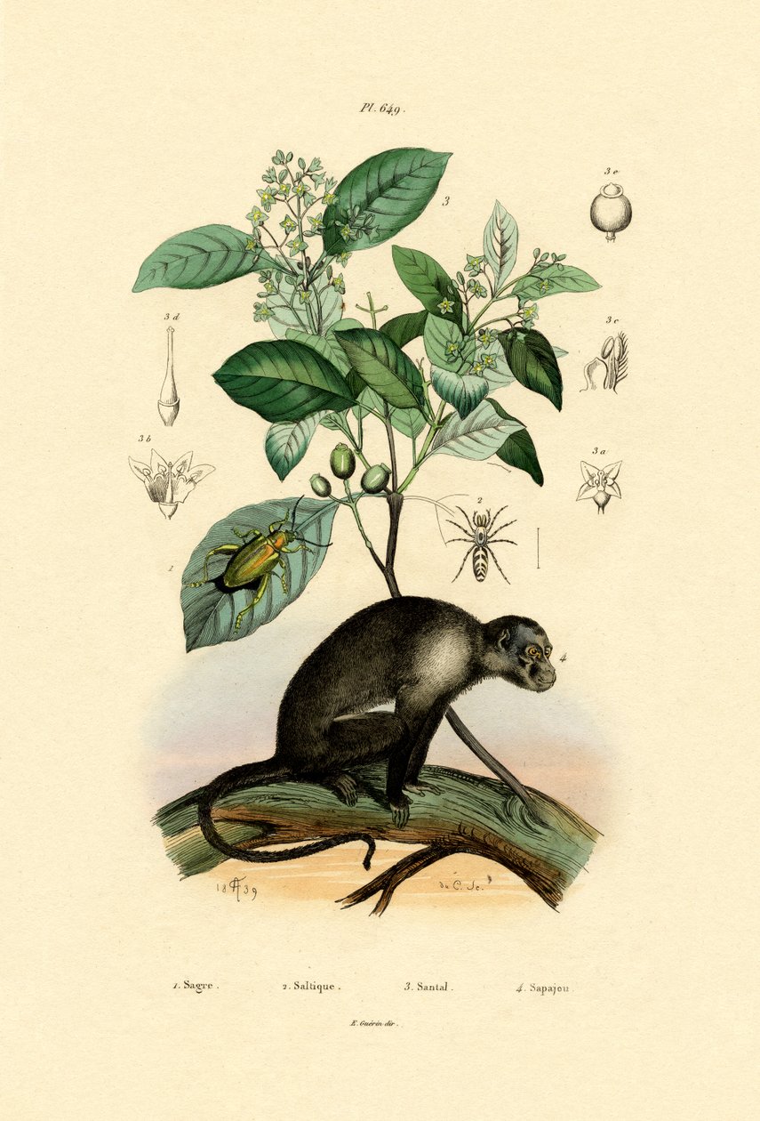 Araignée sauteuse, 1833-39 - French School