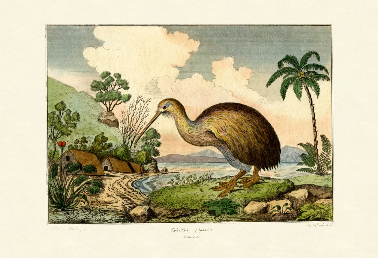 Kiwi - French School