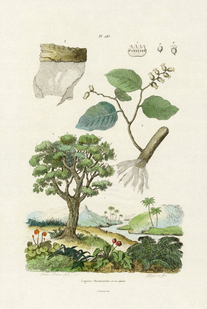 Arbre à écorce de dentelle - French School