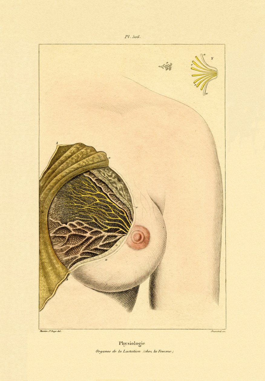 Lactation - French School