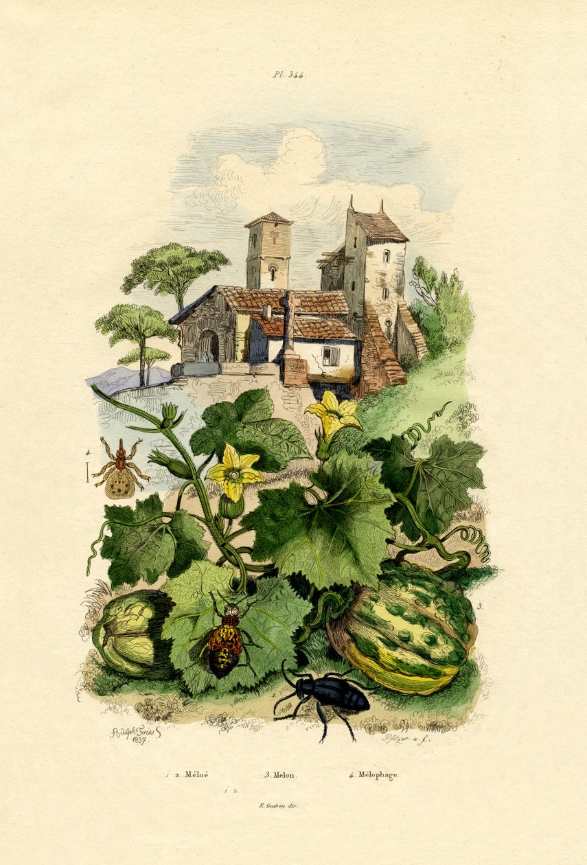 Melon - French School