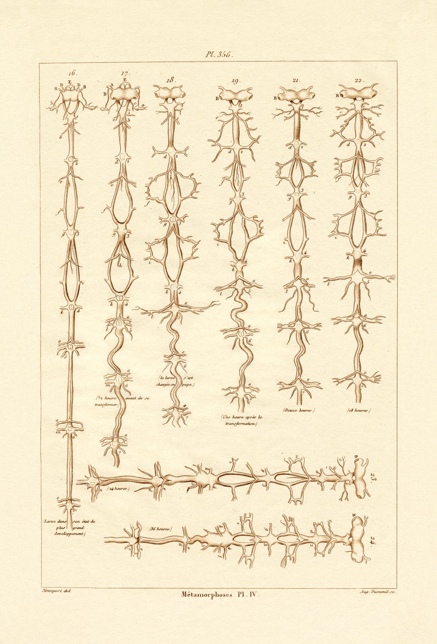 Métamorphose - French School