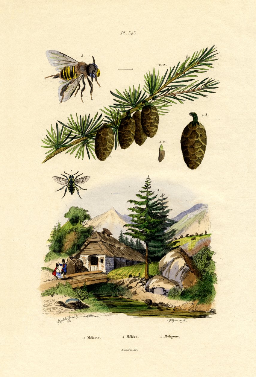 Abeille de deuil - French School