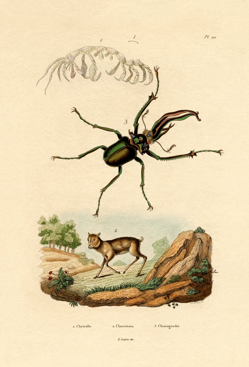 Chevrotain, 1833-39 - French School