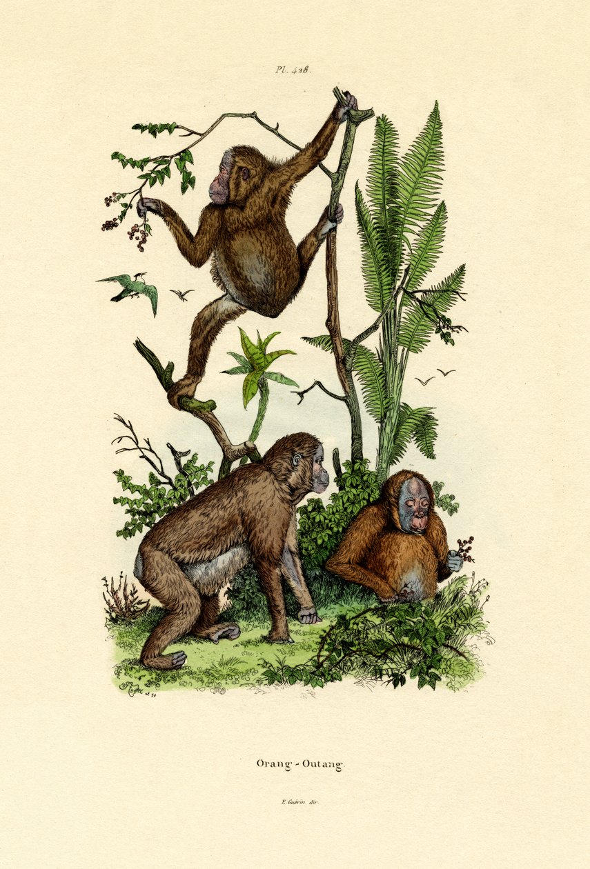 Orang-outan - French School