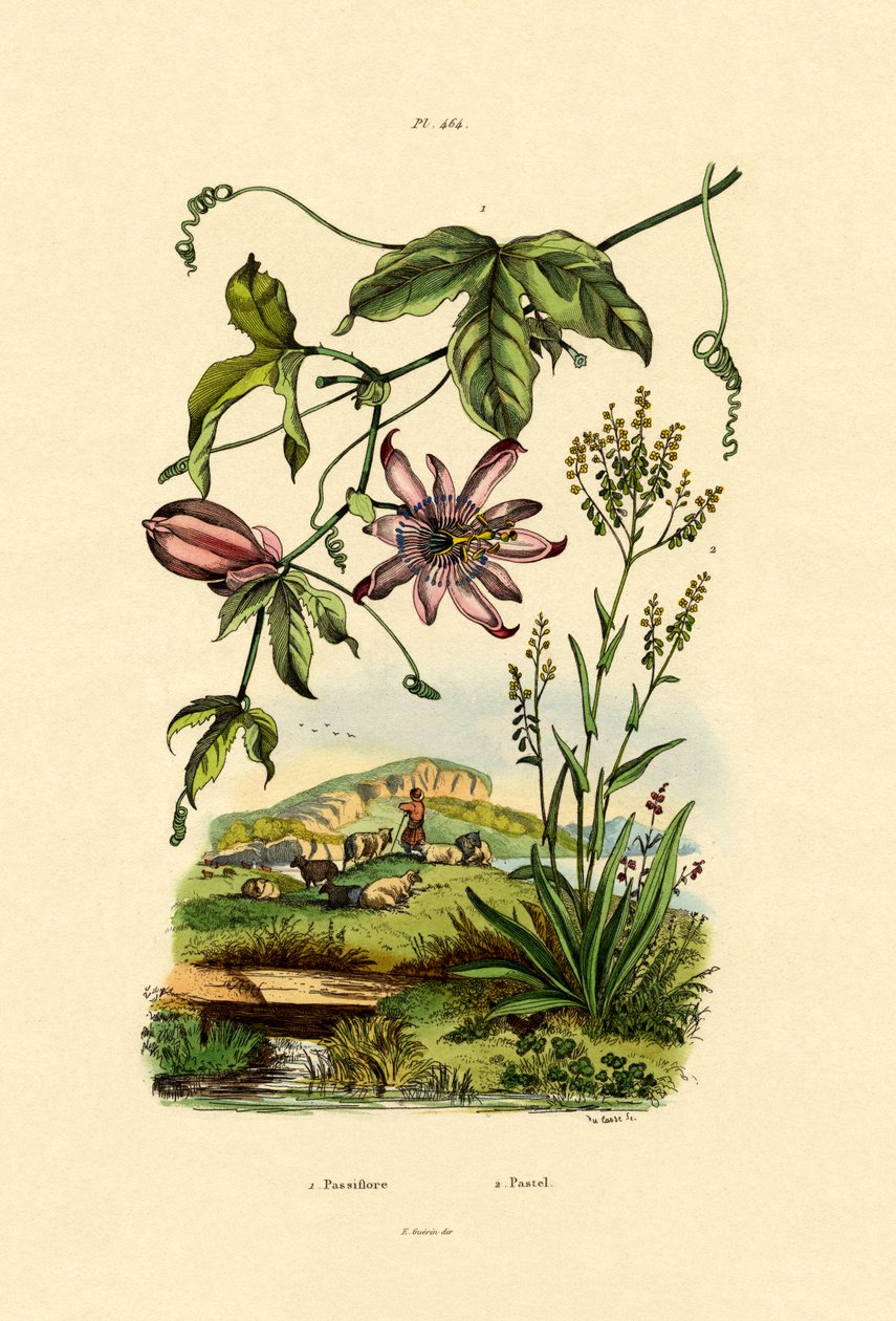 Fleur de la Passion - French School
