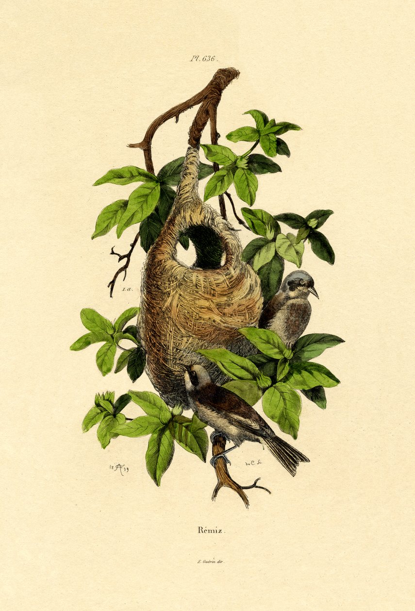 Rémiz penduline, 1833-39 - French School