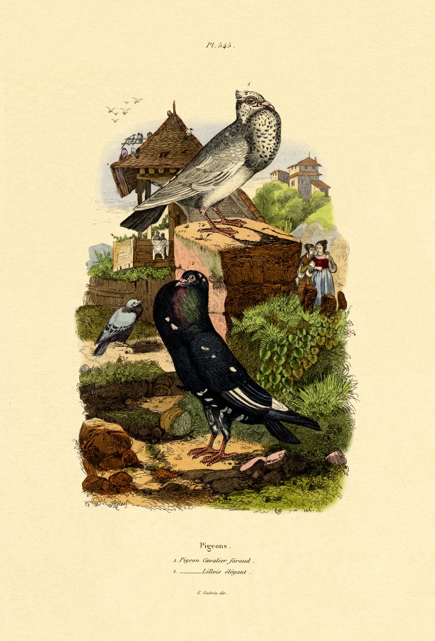 Pigeons, 1833-39 - French School