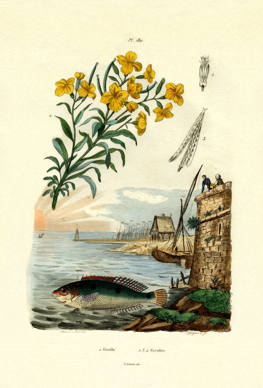 Girelle arc-en-ciel, 1833-39 - French School