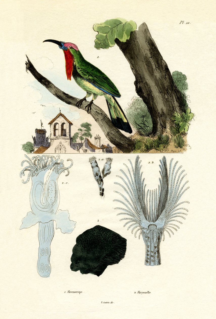 Guêpier à barbe rouge - French School