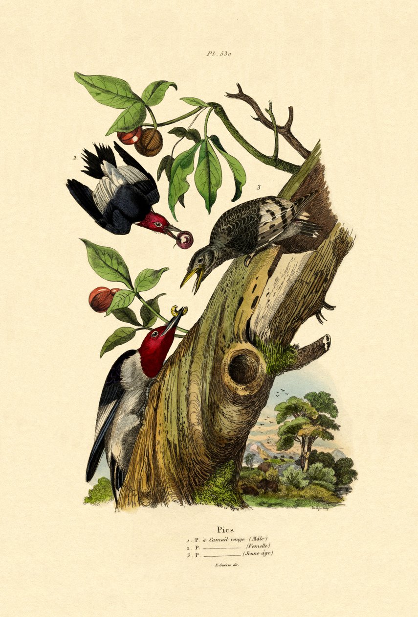 Pic à tête rouge, 1833-39 - French School