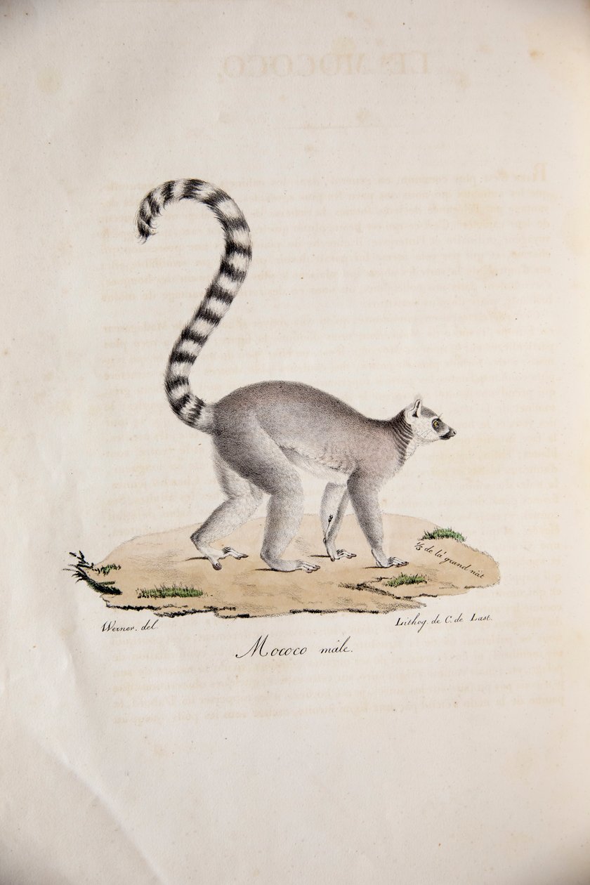 Lémur à queue annelée, de Histoire Naturelle des Mammifères, avec des figures originales, par Étienne Geoffroy Saint-Hilaire & Frédéric Cuvier, 1824-42 - French School