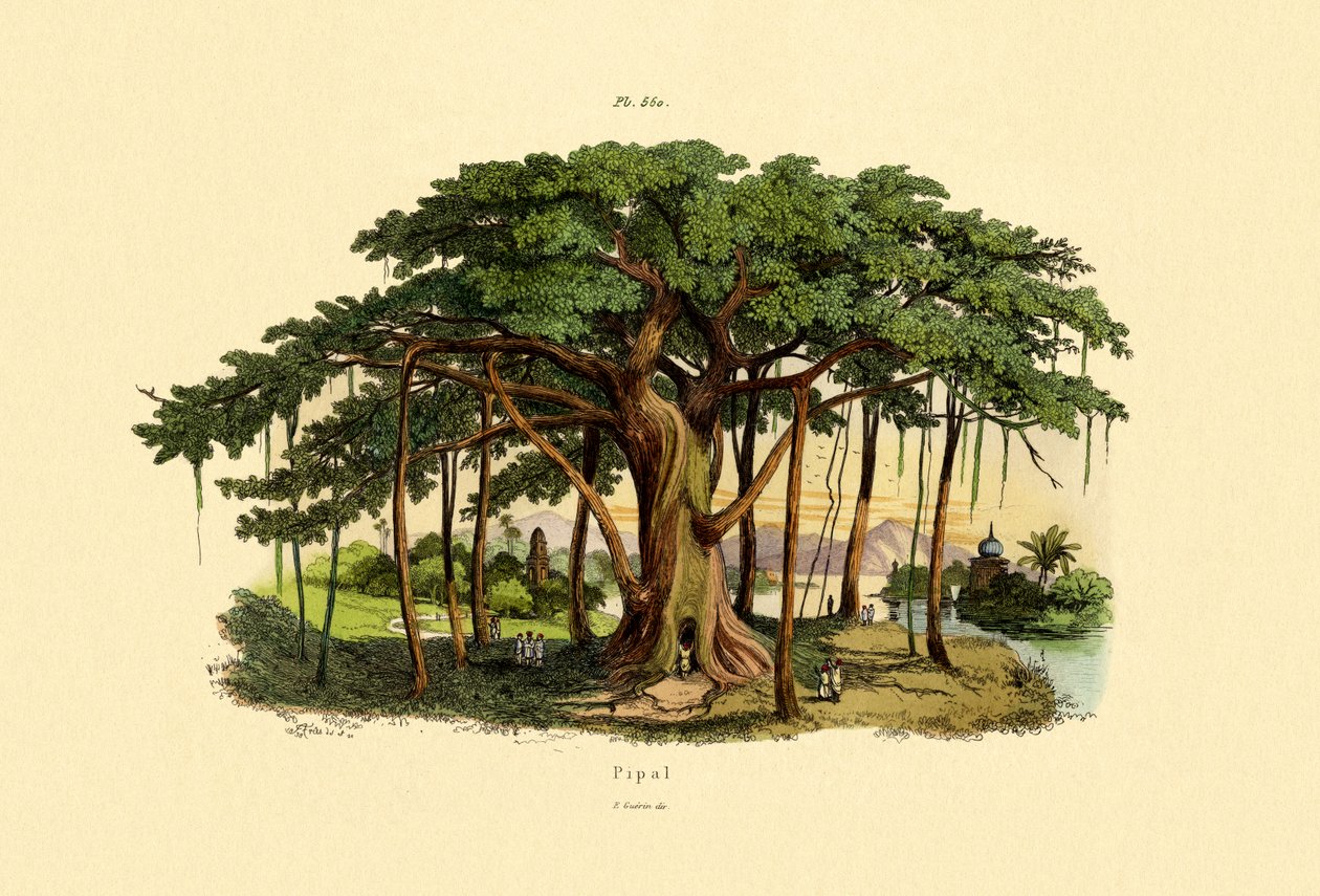 Figuier sacré, 1833-39 - French School