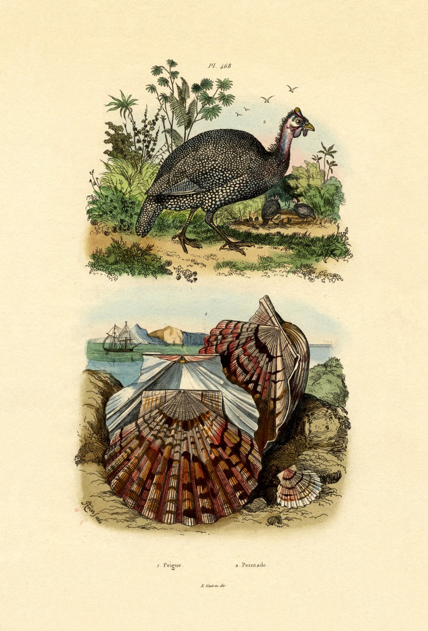 Coquille Saint-Jacques, 1833-39 - French School