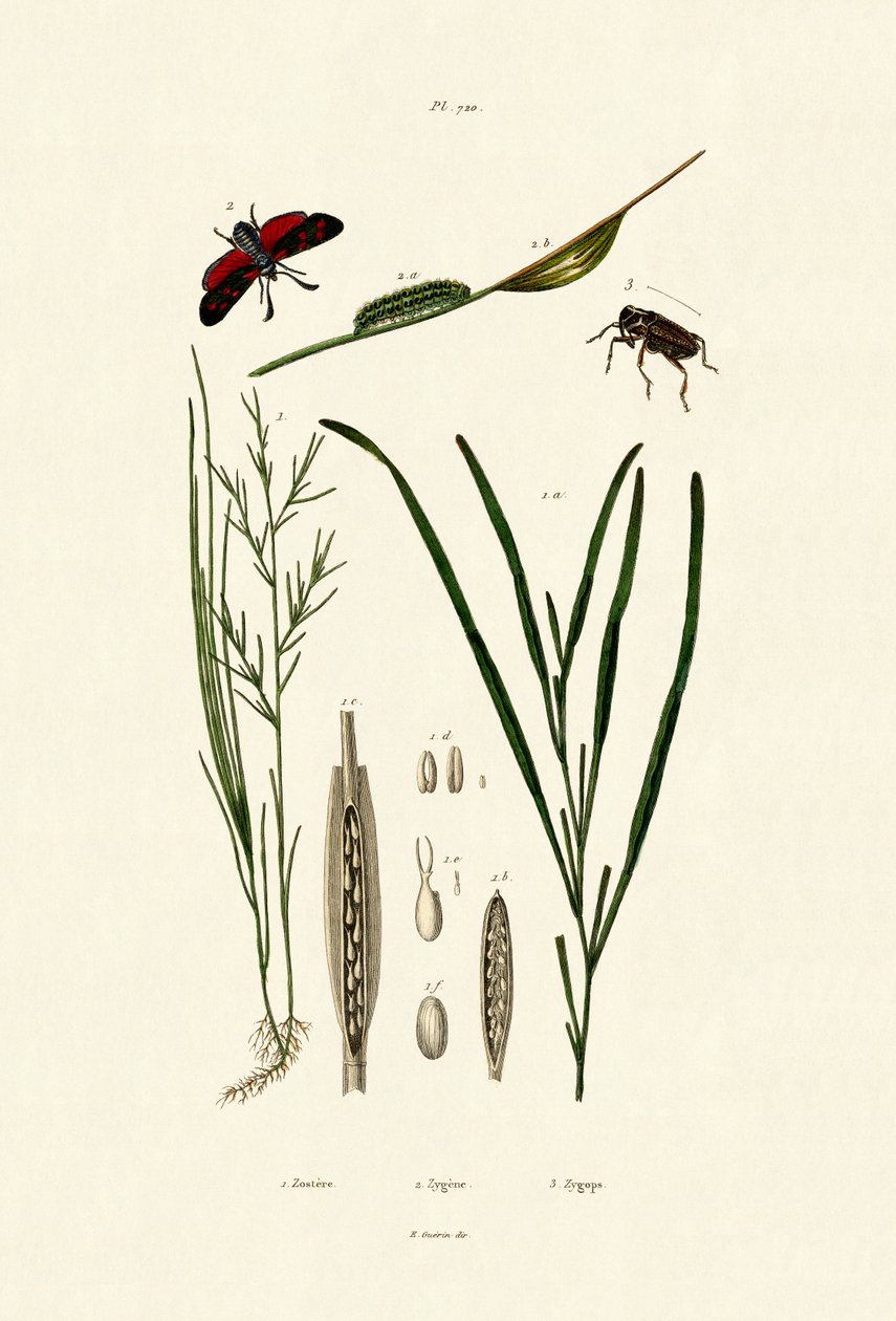 Herbe marine - French School