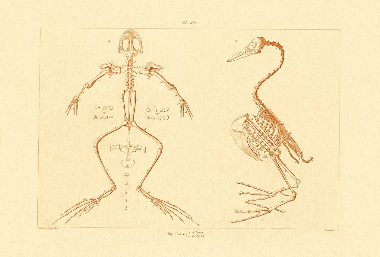Squelette, 1833-39 - French School