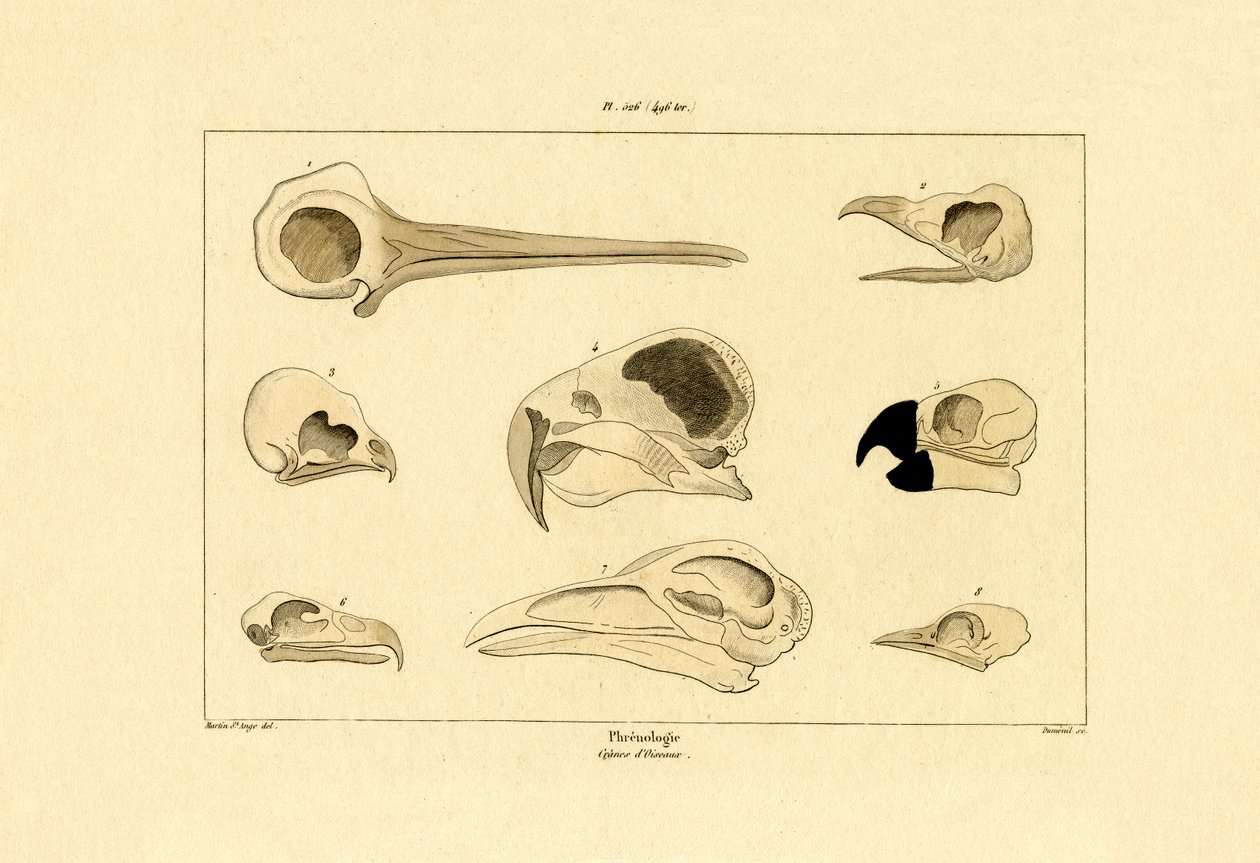 Crânes, 1833-39 - French School