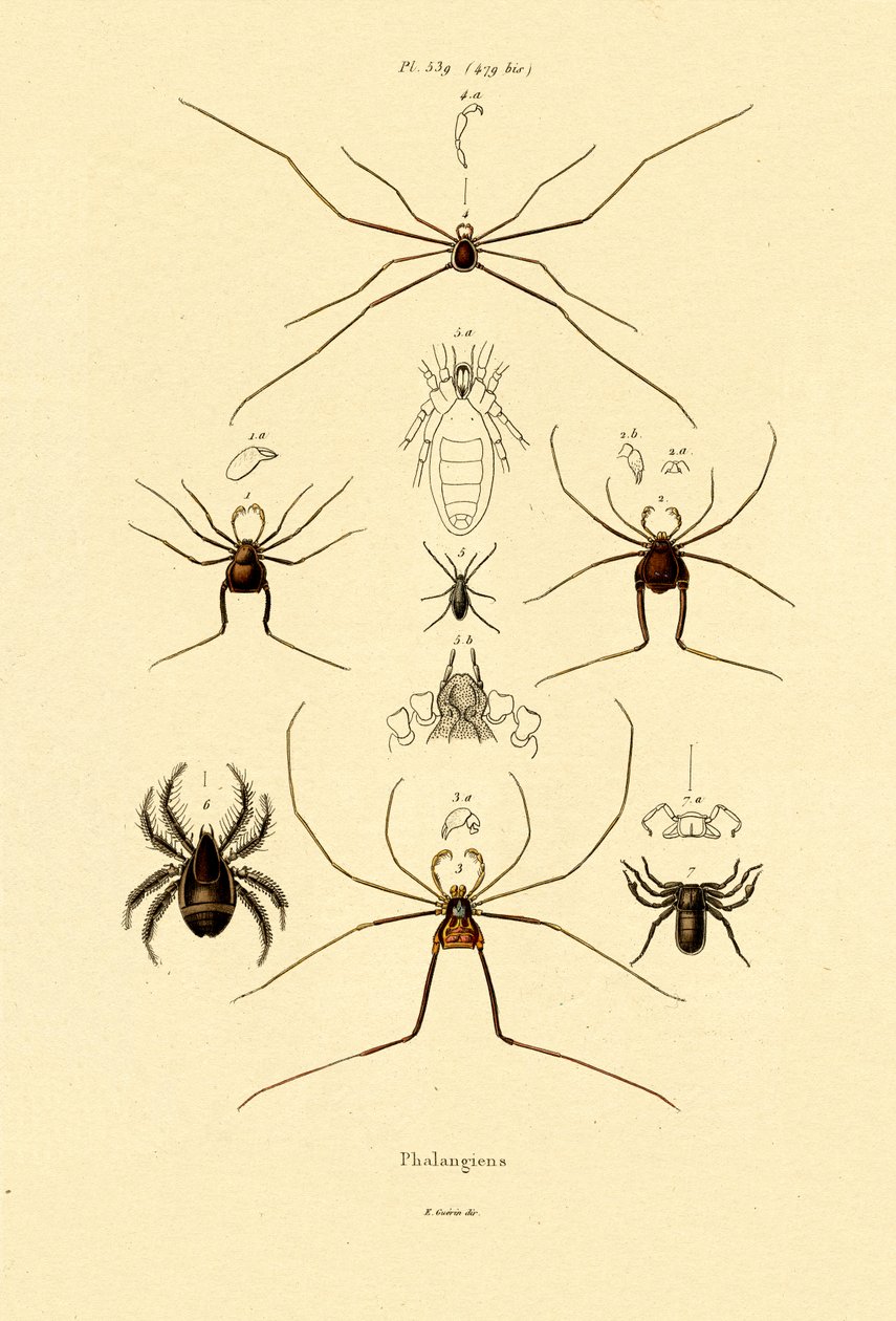 Araignées, 1833-39 - French School