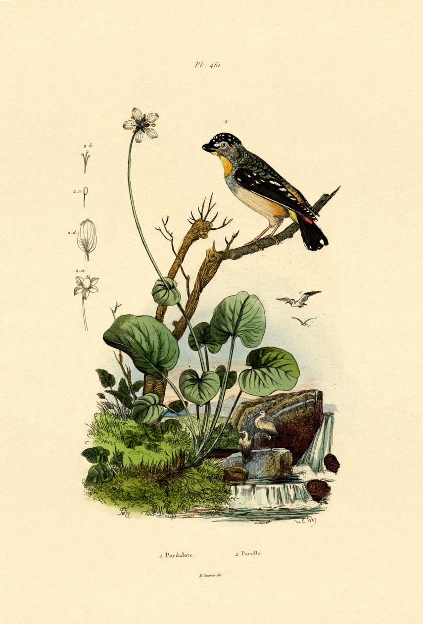 Pardalote Tacheté - French School