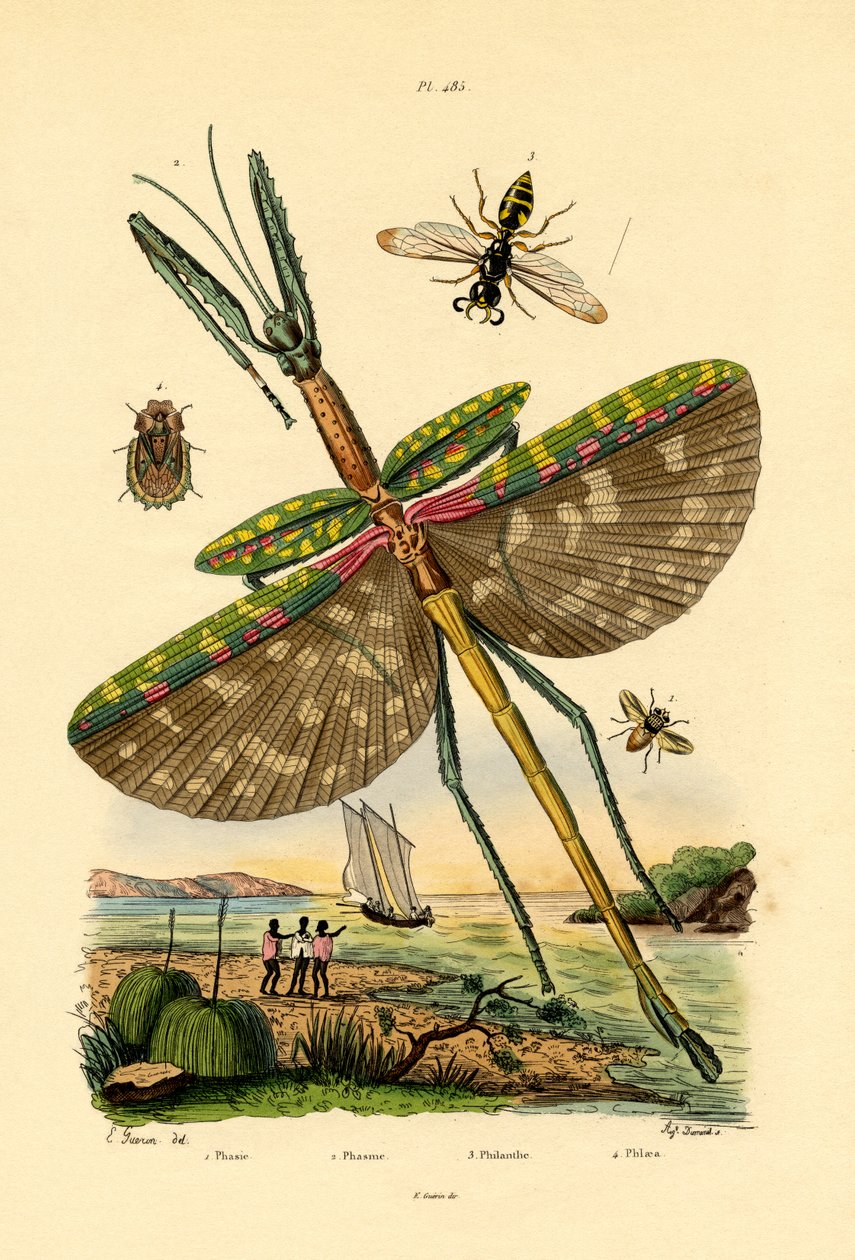 Mouche Tachinide - French School