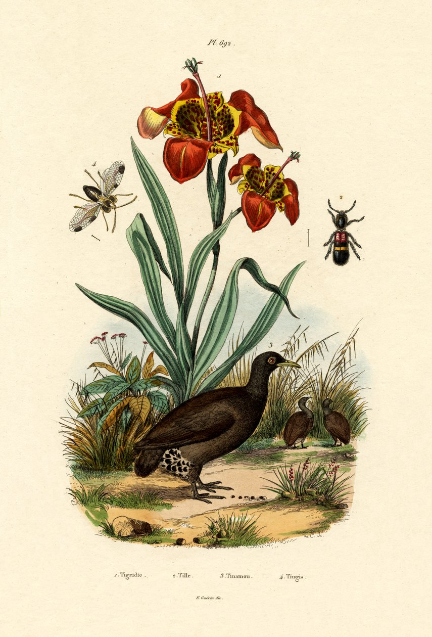 Fleur de tigre - French School