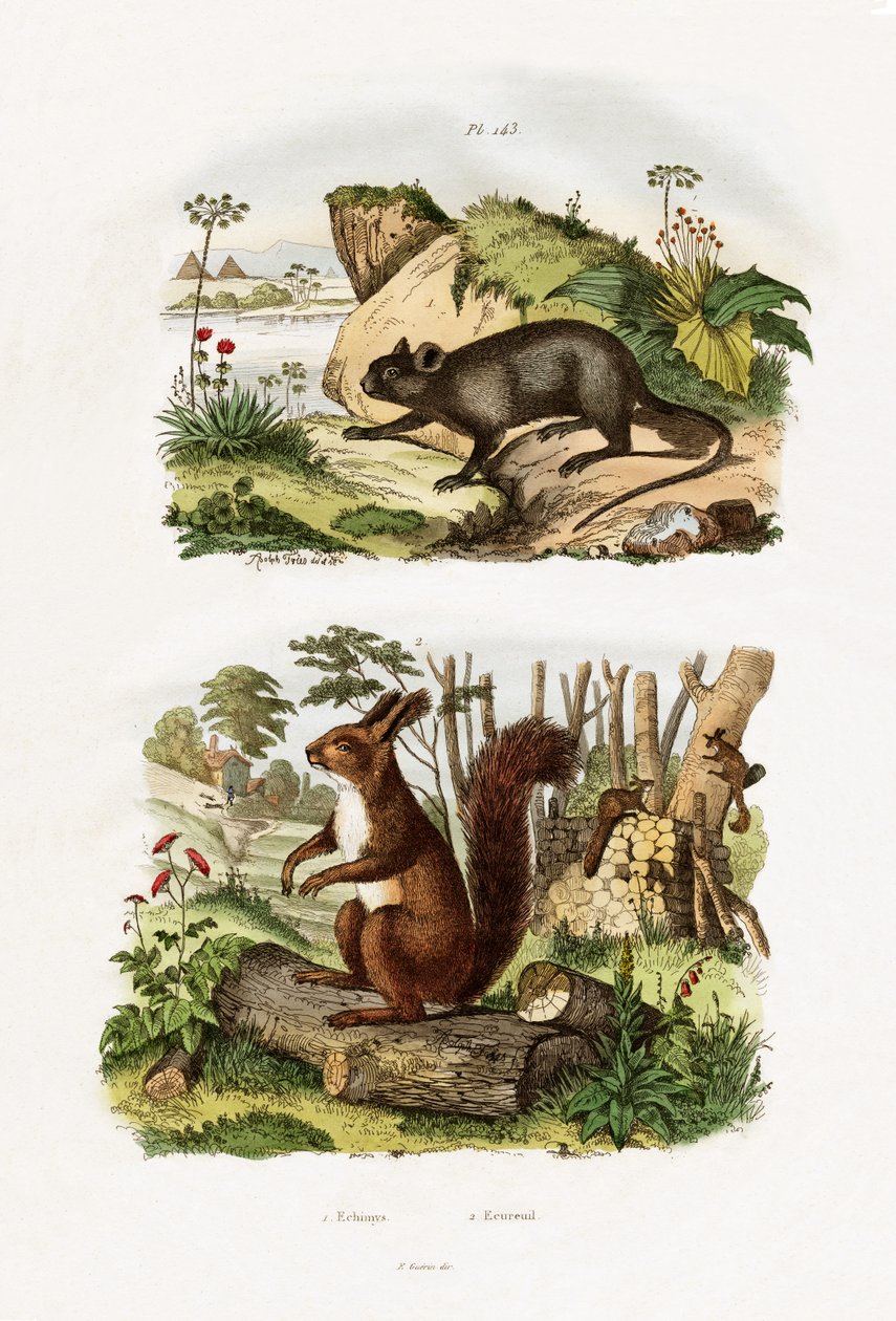 Rat des arbres - French School