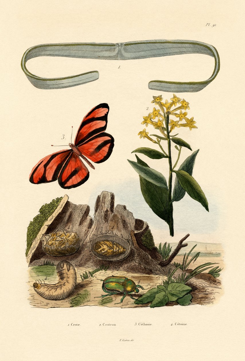 Ceinture de Vénus, 1833-39 - French School