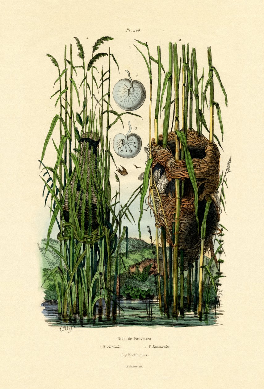 Cisticole des joncs - French School